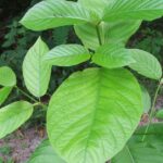 Is Kratom Safe for Use?